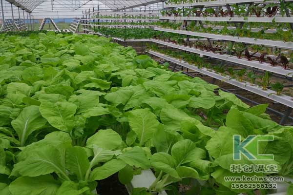 無(wú)土栽培技術(shù)，無(wú)土栽培設(shè)備，無(wú)土栽培，溫室大棚
