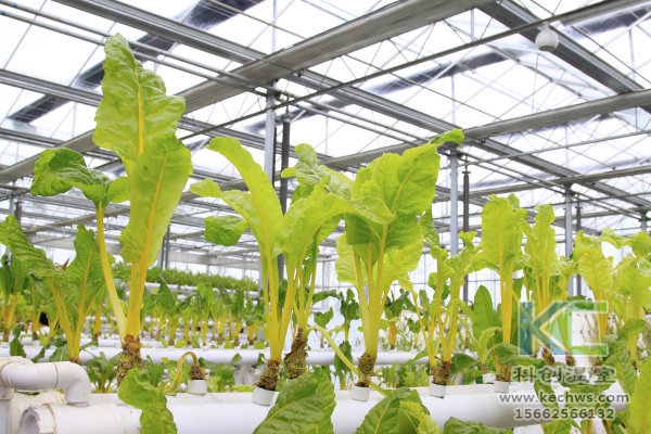 無土栽培，無土栽培技術，無土栽培設備