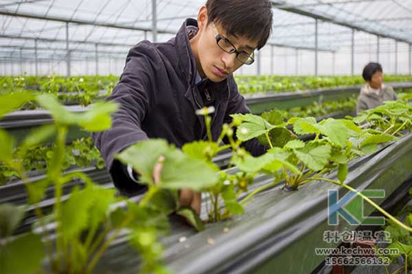 無土栽培技術，無土栽培設備，魚菜共生，溫室大棚