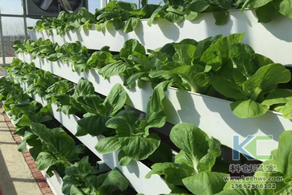 蔬菜無土栽培，無土栽培技術(shù)，無土栽培設(shè)備，無土栽培