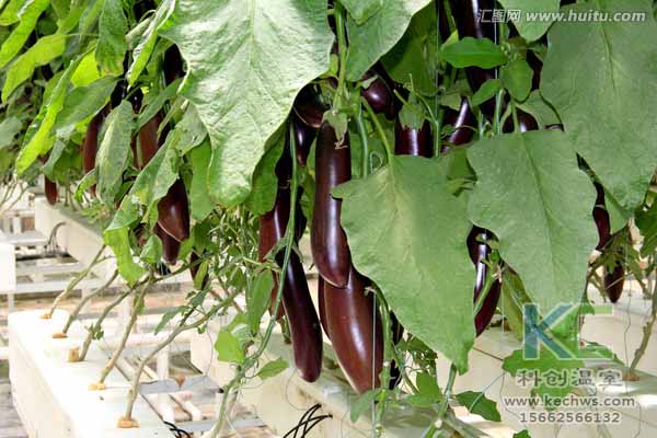 無土栽培技術(shù)，無土栽培設(shè)備，無土栽培，溫室大棚