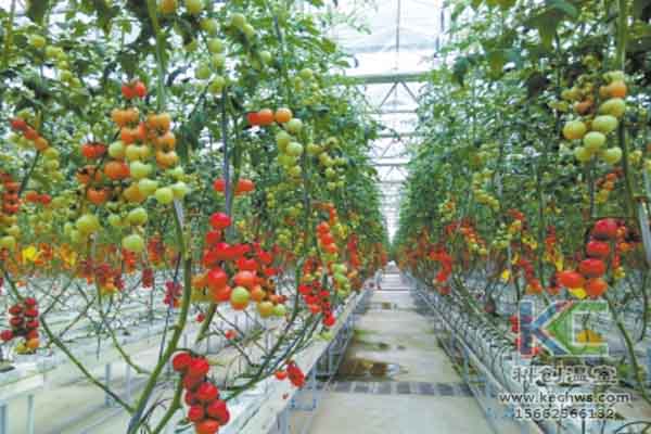 無土栽培技術，溫室大棚造價，蔬菜大棚，無土栽培