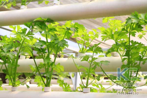 無土栽培，無土栽培技術，無土栽培設備