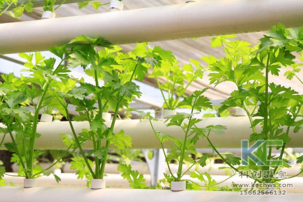 無土栽培技術(shù)，無土栽培設(shè)備，無土栽培，溫室大棚