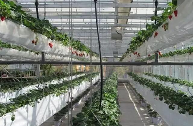 無土栽培，無土栽培技術，無土栽培設備