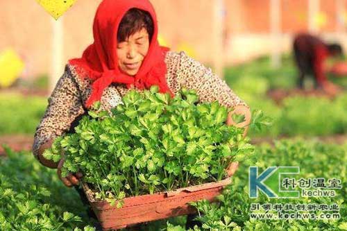 無土栽培，無土栽培技術，無土栽培設備