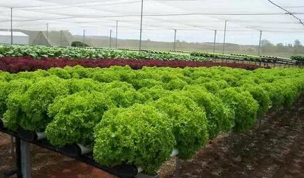 無土栽培，無土栽培技術(shù)，無土栽培設(shè)備