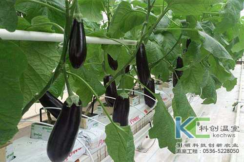 無土栽培，無土栽培技術(shù)，無土栽培設(shè)備