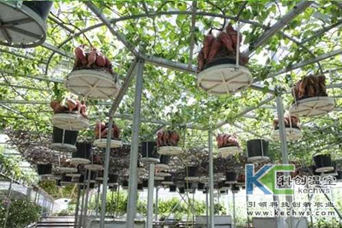 無土栽培，無土栽培技術(shù)，無土栽培設(shè)備