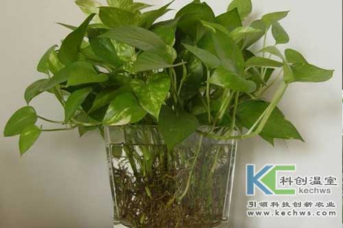 無土栽培，無土栽培技術(shù)，無土栽培設(shè)備