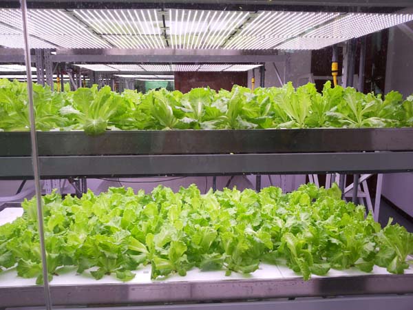 無土栽培，無土栽培技術，無土栽培設備