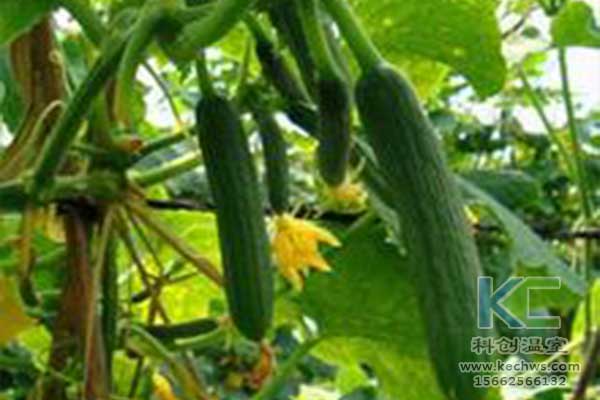 無土栽培，無土栽培技術(shù)，無土栽培設(shè)備