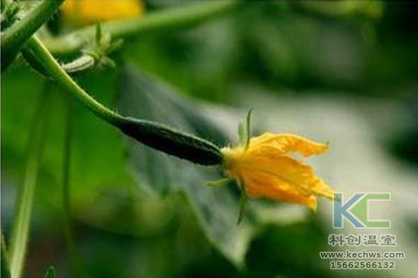 無(wú)土栽培，無(wú)土栽培技術(shù)，無(wú)土栽培設(shè)備