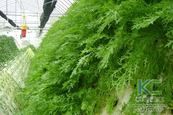 無土栽培，無土栽培技術，無土栽培設備