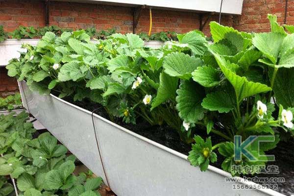 無土栽培，無土栽培技術(shù)，無土栽培設備