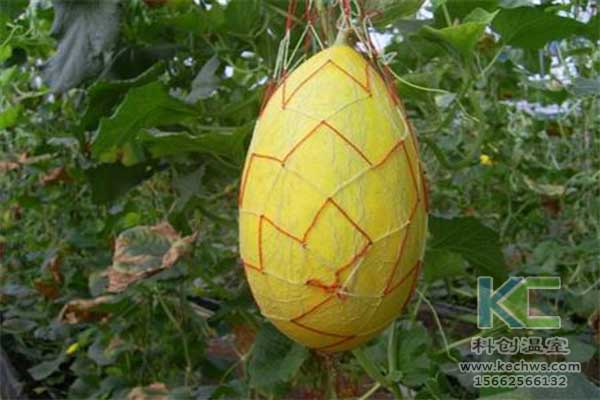 無土栽培，無土栽培技術，無土栽培設備