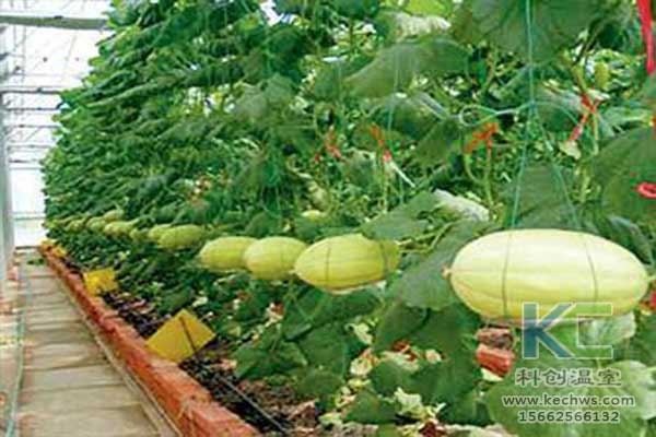 無土栽培，無土栽培技術，無土栽培設備