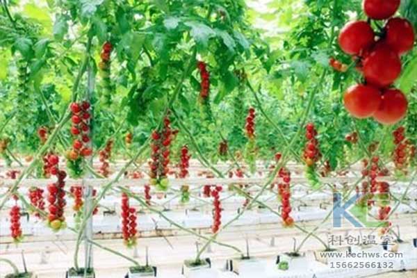 無(wú)土栽培，無(wú)土栽培技術(shù)，無(wú)土栽培設(shè)備