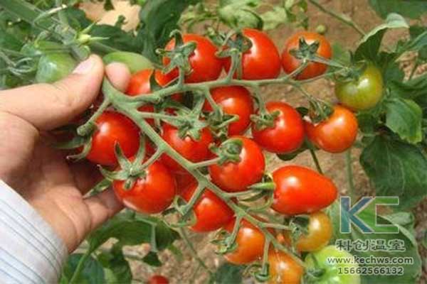 無土栽培，無土栽培技術(shù)，無土栽培設(shè)備