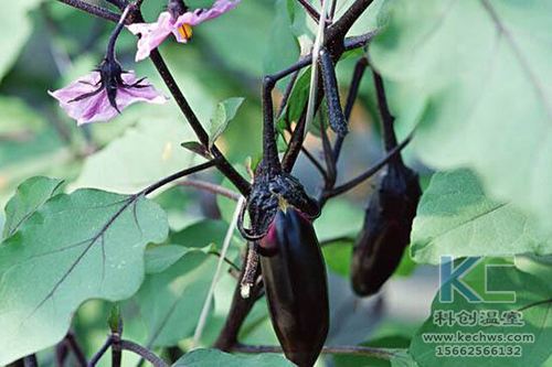 無土栽培，無土栽培技術，無土栽培設備