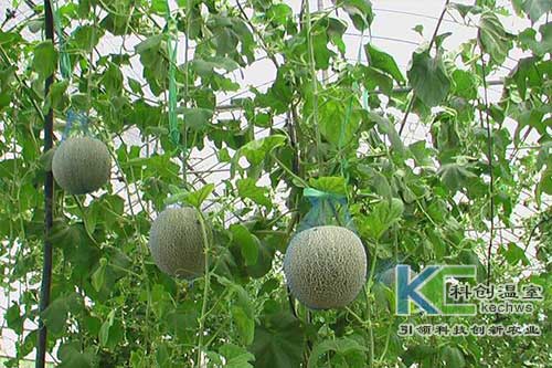 無土栽培，無土栽培技術，無土栽培設備