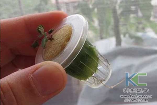 無土栽培，無土栽培技術