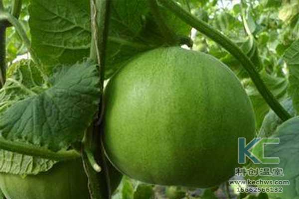 無土栽培，無土栽培技術，無土栽培設備