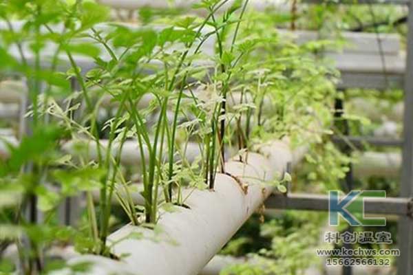 無土栽培，無土栽培技術(shù)，無土栽培設(shè)備