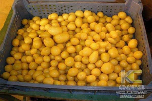 無土栽培，無土栽培技術(shù)