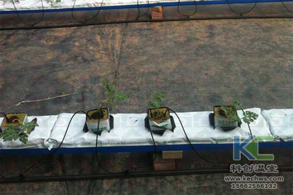 無土栽培，無土栽培技術(shù)，無土栽培設(shè)備