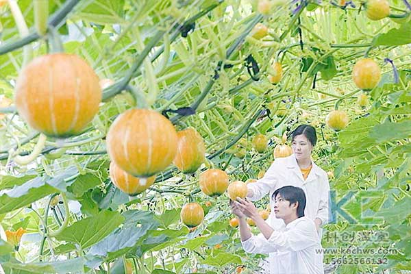 無土栽培，無土栽培技術，無土栽培設備