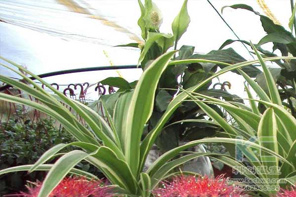 無土栽培，無土栽培技術，無土栽培設備