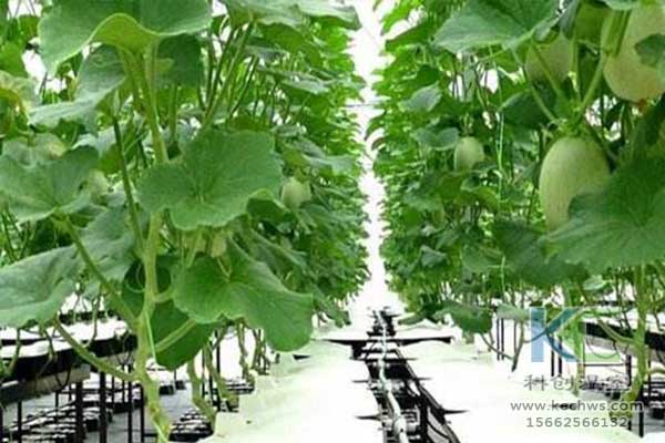無土栽培，無土栽培技術(shù)，無土栽培設(shè)備