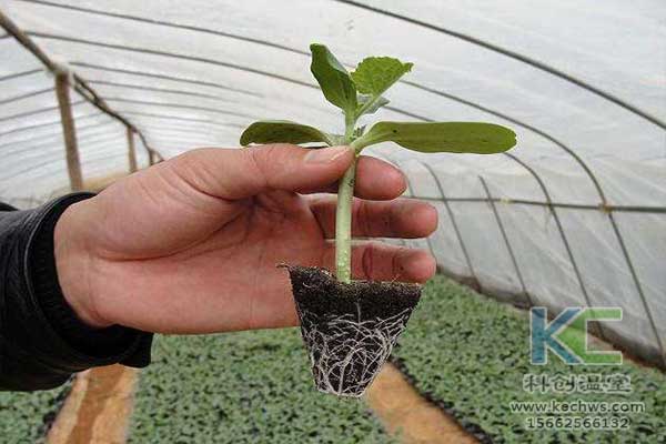 無土栽培，無土栽培技術(shù)，無土栽培設備