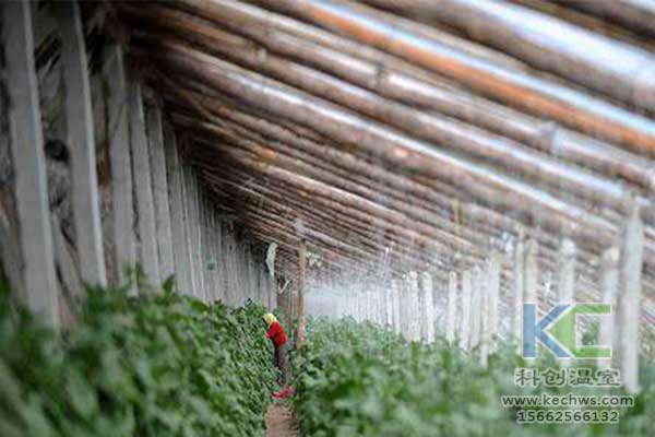 無土栽培，無土栽培技術，無土栽培設備