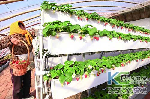 無土栽培，無土栽培技術(shù)，無土栽培設(shè)備