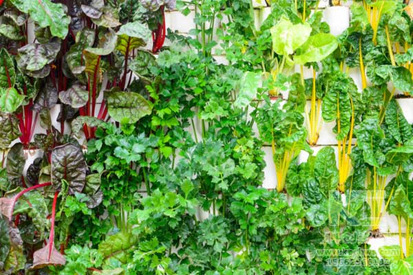 無土栽培，無土栽培技術(shù)，無土栽培設(shè)備