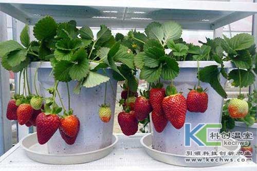 無(wú)土栽培，無(wú)土栽培技術(shù)，無(wú)土栽培設(shè)備