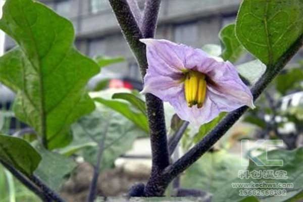 無土栽培，無土栽培技術(shù)，無土栽培設備