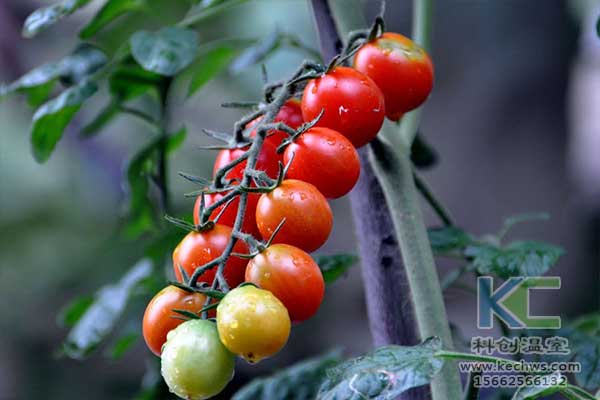 無土栽培，無土栽培技術，無土栽培設備