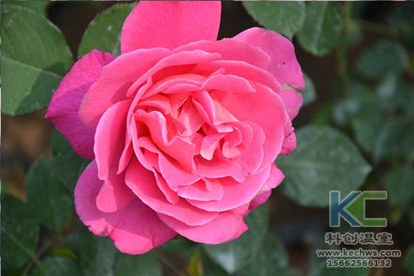 無(wú)土栽培，無(wú)土栽培技術(shù)，無(wú)土栽培設(shè)備