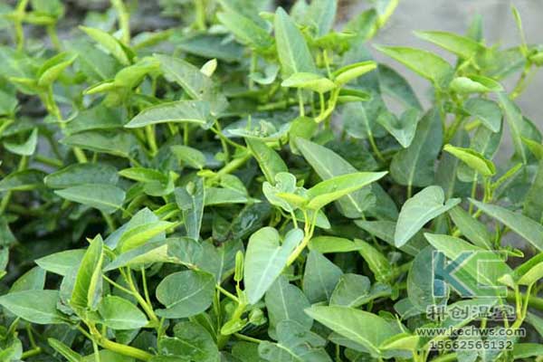 無土栽培，無土栽培技術，無土栽培設備