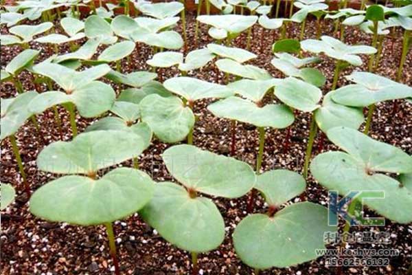 無土栽培，無土栽培技術