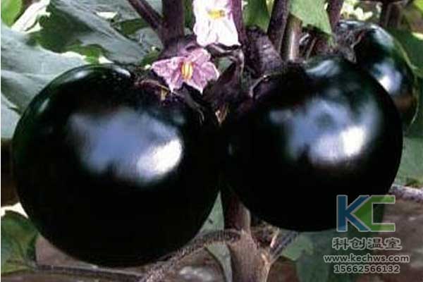 無土栽培，無土栽培技術(shù)，無土栽培設備