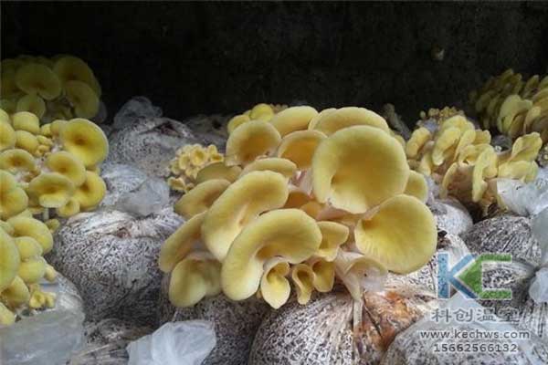 無土栽培，無土栽培技術，無土栽培設備