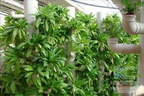 無土栽培，無土栽培技術(shù)，無土栽培設(shè)備