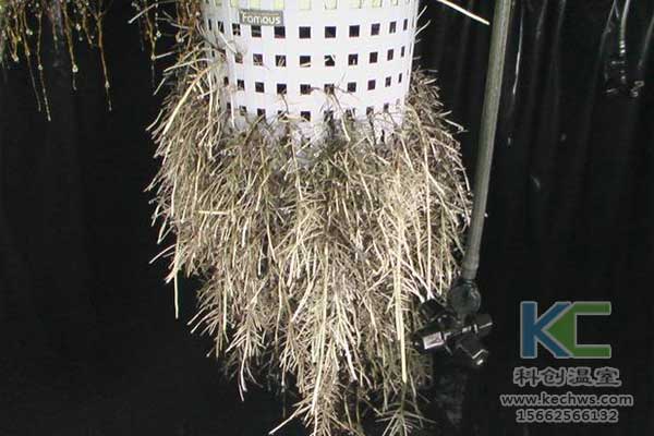 無土栽培，無土栽培技術(shù)