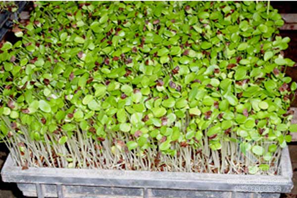 無土栽培，無土栽培技術，無土栽培設備