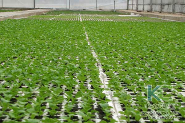 無土栽培，無土栽培技術(shù)，無土栽培設(shè)備