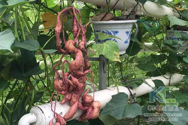 無土栽培，無土栽培技術，無土栽培設備